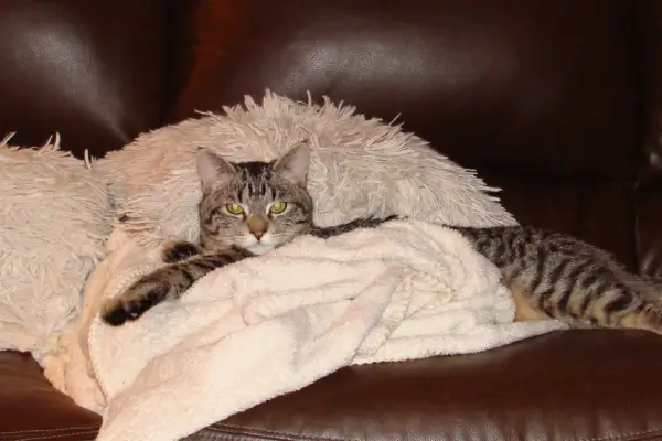 Animal Communication